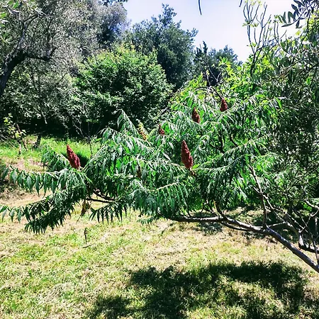 La Scala Di Ba Castiglione Chiavarese